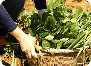 畑作業・野菜の収穫